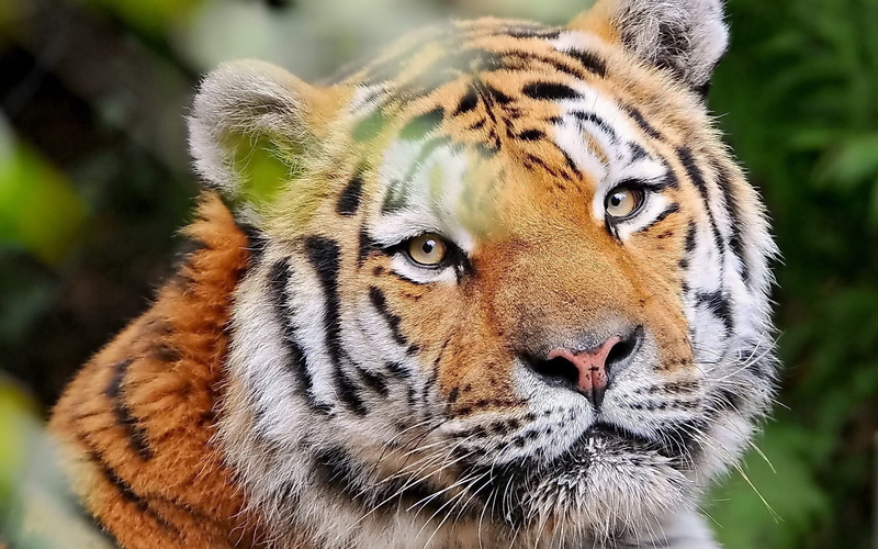 animals In The Wild, bengal Tiger, cat, outdoors, feline, whisker, tiger, large, asia, wildlife, animal wildlife, endangered Species, staring, looking