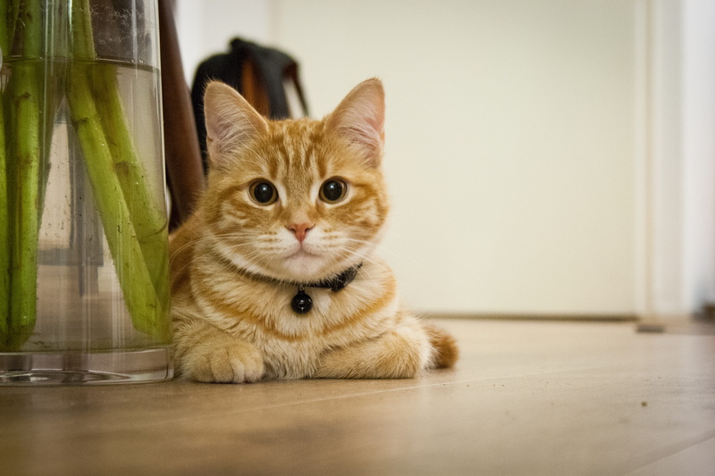 indoors, sitting, young cat, wood, sweeteners, animal themes, fun, table, house cat, whisker, mammal, sweet, young animal, wooden, relaxed, cat, animal