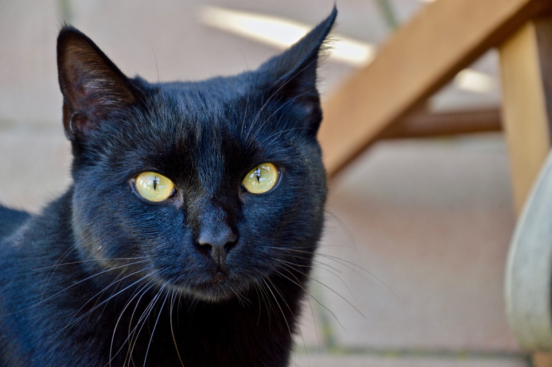 feline, eyes, black color, cat, kitten, nice, no people, pets, look, domestic, dark pattern, cats, looking at camera, animal, black cat, animal themes