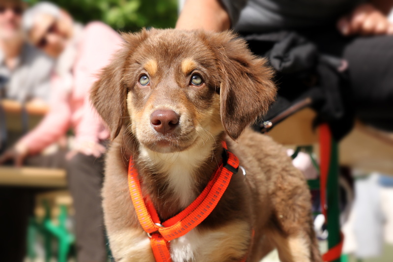 puppy, animal, friend, husky, nose, adult, vertebrate, 4K, good, dog leash, white, dog snout, mammal, people, collar, focus on foreground, one person