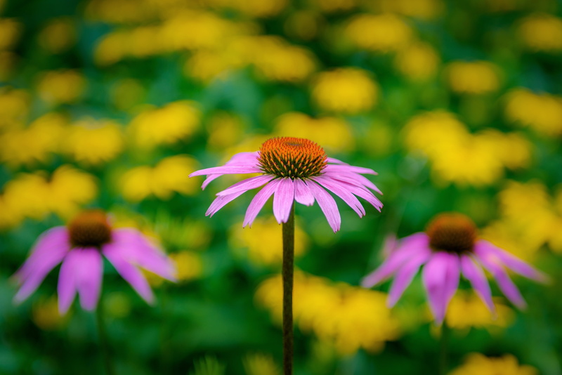 5K, Coneflower, yellow, flower, petal, meadow, photo, green Color, pink, daisy, outdoors, plant, close-up, nature, tilt, summer