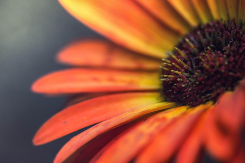 flower head, beauty in nature, vulnerability, freshness, selective focus, flower, macro, orange color, no people, close-up, petal, fragility, flowers, coneflower