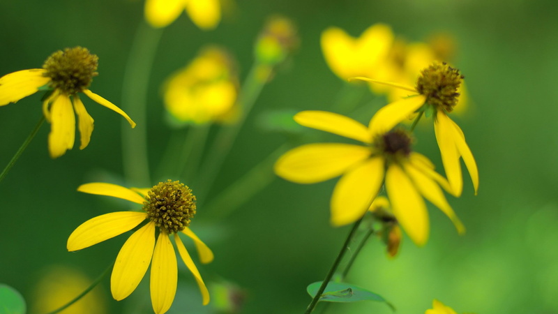 flowers, yellow flowers, coneflower, 2K, macro, yellow