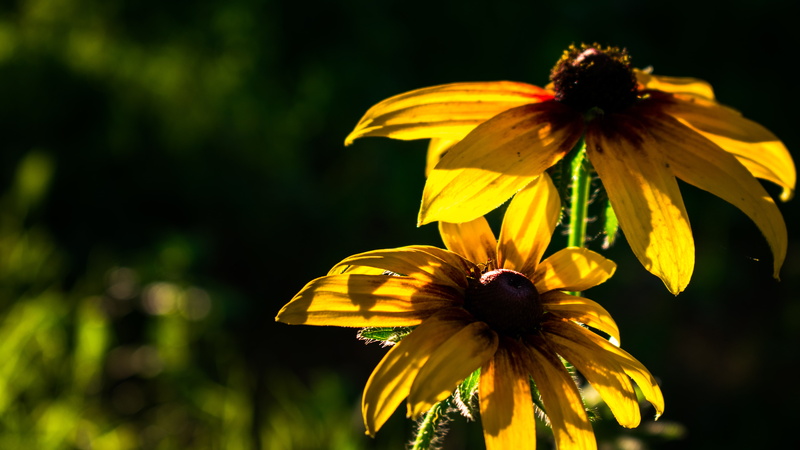 plant, flowers, yellow, inflorescence, focus on foreground, black-eyed susan, freshness, 5K, pollen, flower, no people, close-up, petal, flowering plant