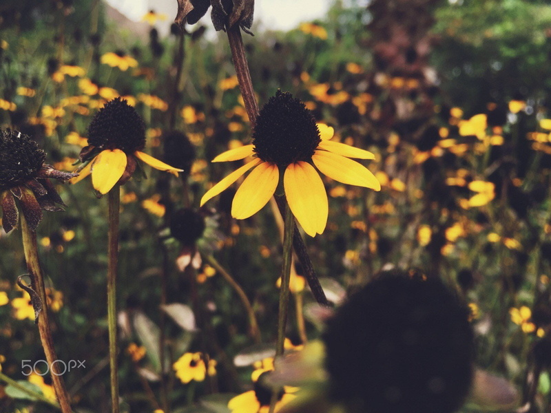 closeup, flower head, black-eyed susan, inflorescence, freshness, plant, fragility, petal, selective focus, yellow, vulnerability, flower, flowers, flowering plant