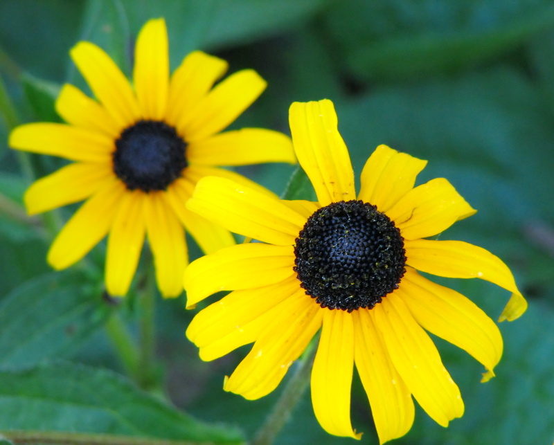 plant, close-up, yellow flowers, springtime, flower head, growth, vulnerability, freshness, black-eyed susan, nature, flowering plant, pollen, inflorescence