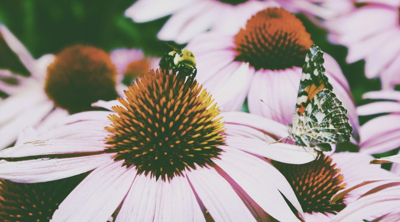 beauty in nature, vulnerability, coneflower, day, outdoors, inflorescence, pink color, petal, insect, purple, flower, nature, pollen, pollination, fragility