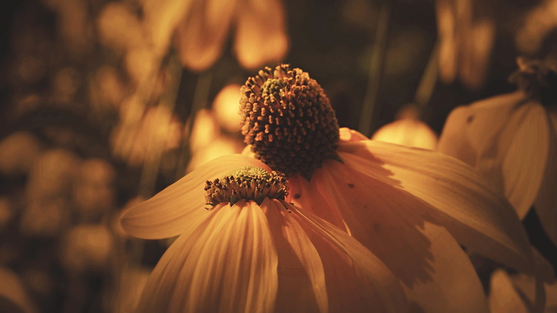 plant, 1080P, coneflower, flowers, growth, flower, petal, focus on foreground, beauty in nature, freshness, black-eyed susan, day, selective focus, inflorescence