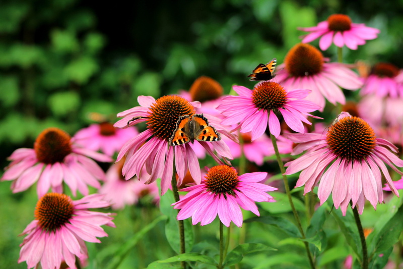 growth, plant, pink color, beauty in nature, flower, freshness, close-up, purple, pollen, bloom, animals in the wild, echinacea purperea, flowers, vulnerability