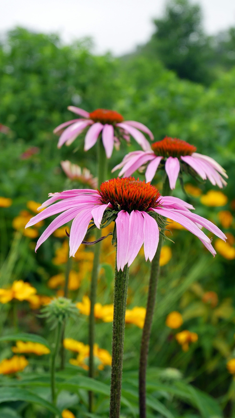 purple flower pictures, purple flowers names, pink color, growth, purple flower images, nature, fragility, edible plants, close-up, pink flower photos