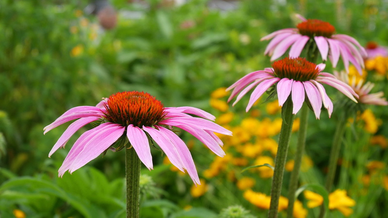 coneflowers, purple flower pictures, bloom, pink flower photos, coneflower, nature, purple coneflower, vulnerability, growth, fragility, freshness, flowers close up