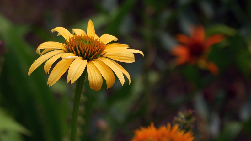 inflorescence, yellow flowers, closeup, echinacea flower, flowering plant, yellow flower, coneflower, yellow flowering perennials, plant, flower, echinacea