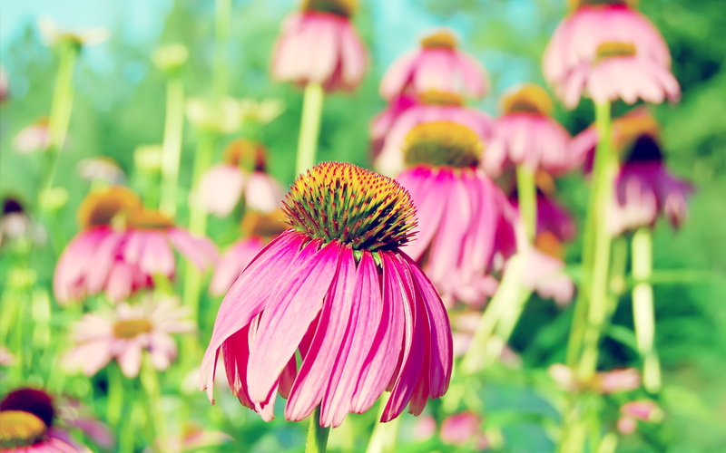 yellow, pollen, coneflower, flowers, pink, 2K, petaled, purple, hd