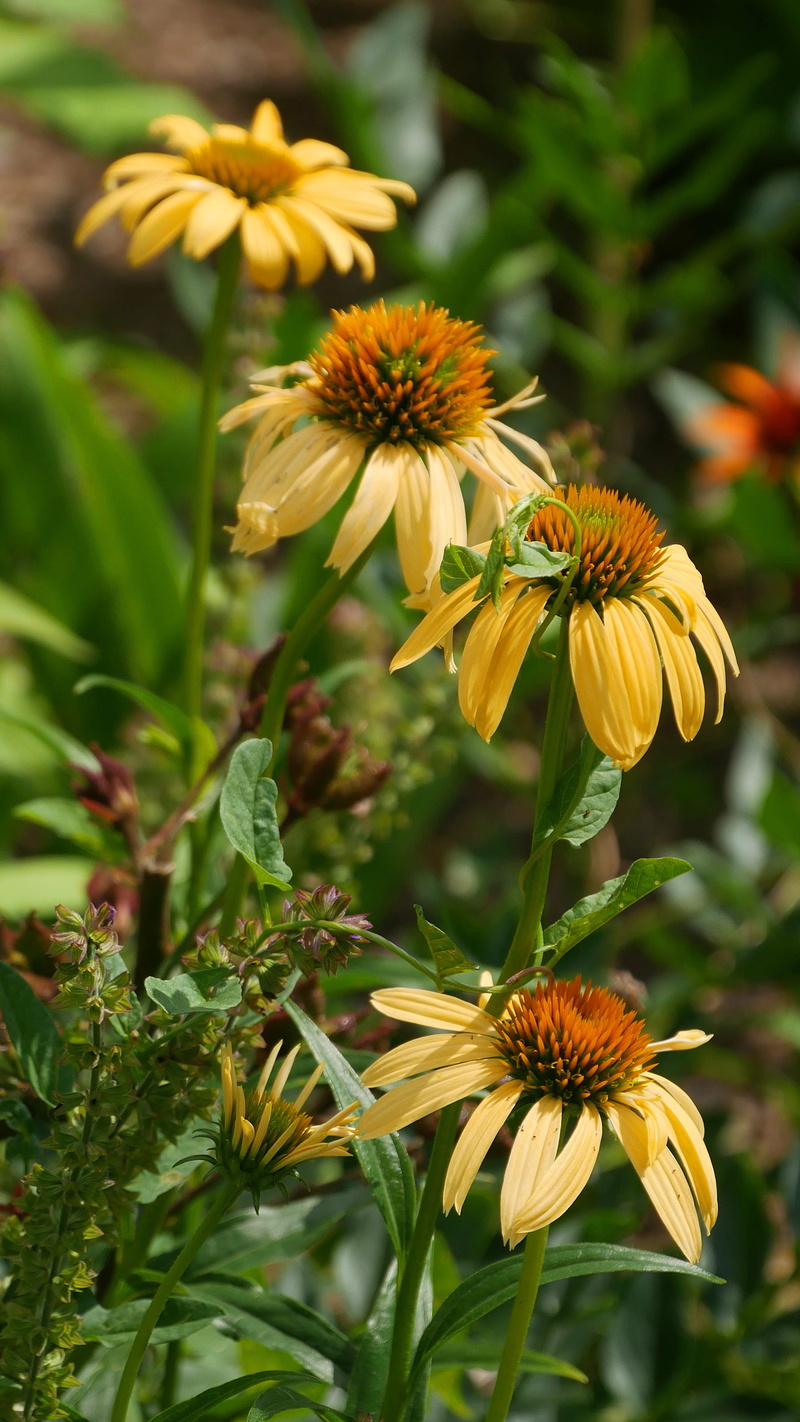 petal, focus on foreground, pollen, yellow flowering plants, flowers, bloom, cone flower, yellow, freshness, nature, echinacea flower, yellow flowers pictures