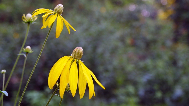 blossom, perennial, 2K, meadow, flower in bloom, coneflower yellow, fragility, yellow flower pictures, bloom, pair, coneflowers, black-eyed susan, springtime