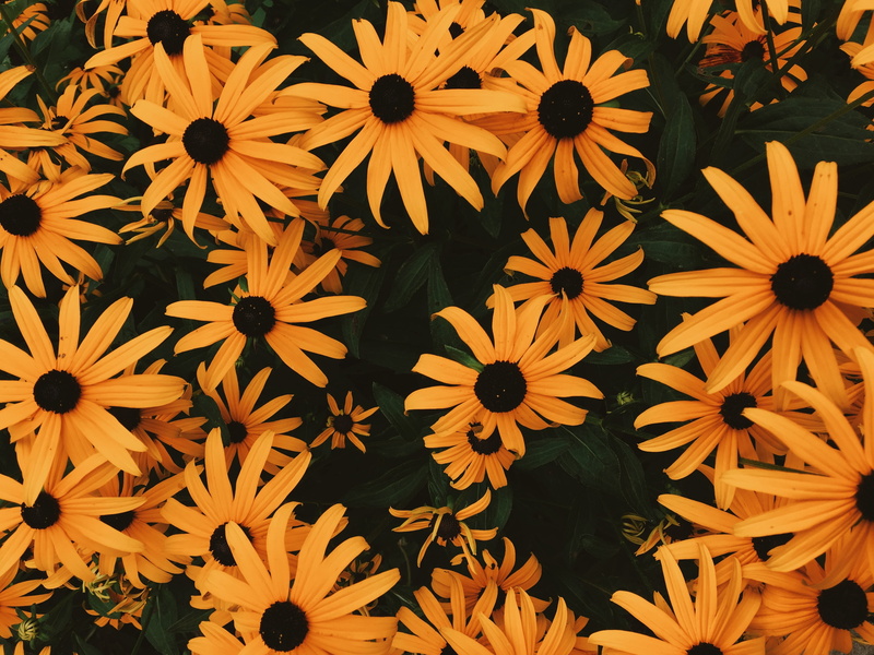 black-eyed susan, abstract, decoration, freshness, summer, no people, illustration, coneflower, high angle view, sunflower, formal Garden, ornate, plant