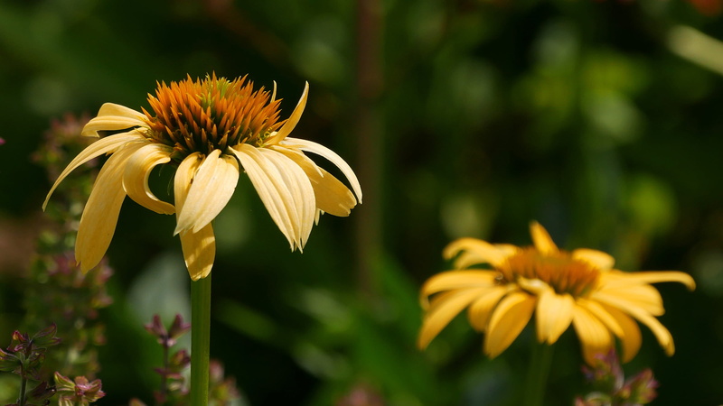 petal, pictures of yellow flowers, yellow flowering perennials, black-eyed susan, yellow flower, sepal, growth, fragility, flowering plant, yellow coneflower