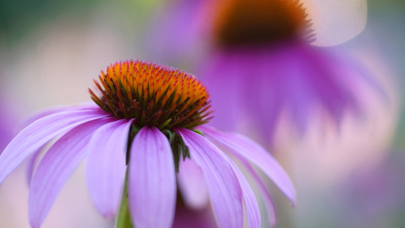 coneflower, purple, macro, flowers, 1080P