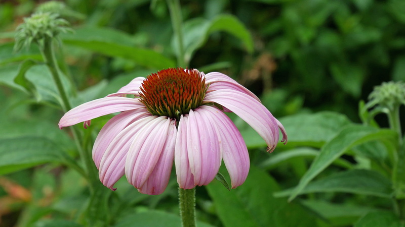 no people, flowers close up, pink flower pictures, vulnerability, close-up, coneflower pictures, focus on foreground, inflorescence, beauty in nature, coneflower