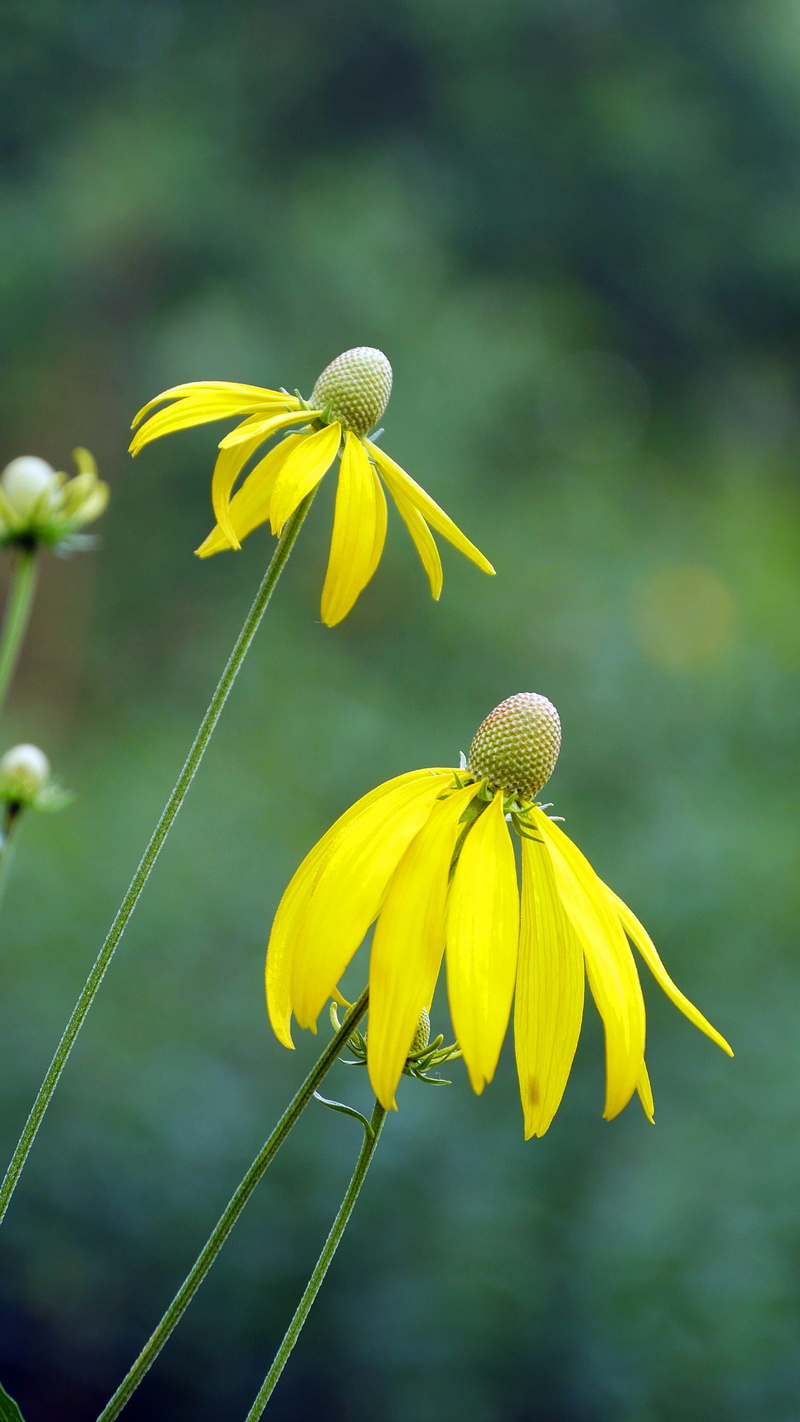 pictures of flowers blooming, yellow coneflower, coneflower pictures, fragility, close-up, floral, yellow flower images, flower in bloom, day, pollen, 2K