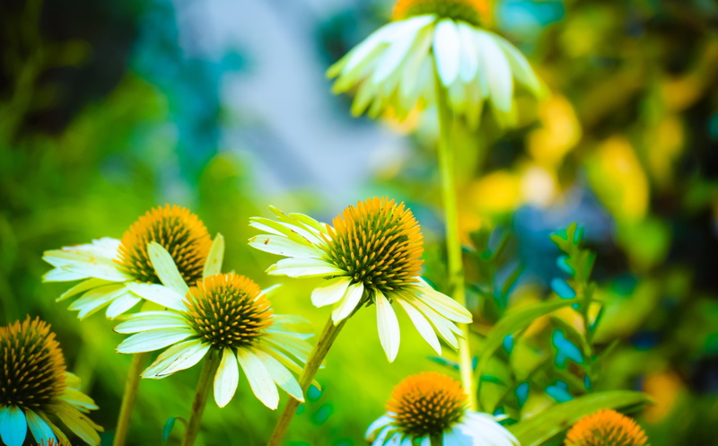shallow focus, color, freshness, yellow, inflorescence, 5K, pollen, detail, flower head, focus, vulnerability, field, flower, botany, photography, shallow