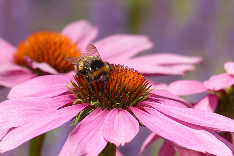 flowering plant, plant, growth, freshness, echinacea, beauty in nature, bee, flower, purple, one animal, hummel, pollen, flower head, pink, petal, animals in the wild