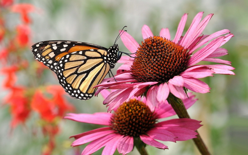 one animal, animal themes, petal, vulnerability, coneflower, flowering plant, zinnia, butterfly - Insect, beautiful, colors, springtime, monarch Butterfly