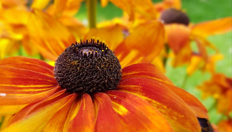 vulnerability, growth, flower head, flower, beauty in nature, freshness, petal, coneflower, yellow, 2K, red, flowering plant, fragility, focus on foreground