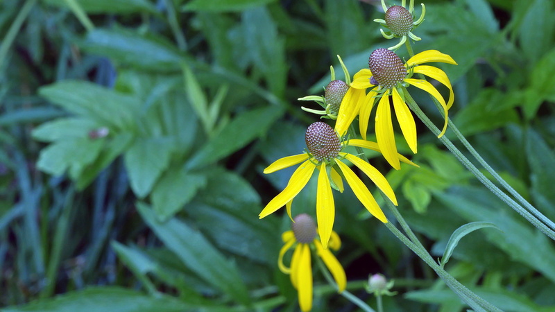 fragility, 2K, close-up, yellow flowers names, coneflower pictures, no people, prairie flower, freshness, yellow coneflower, plant, edible plants, flower