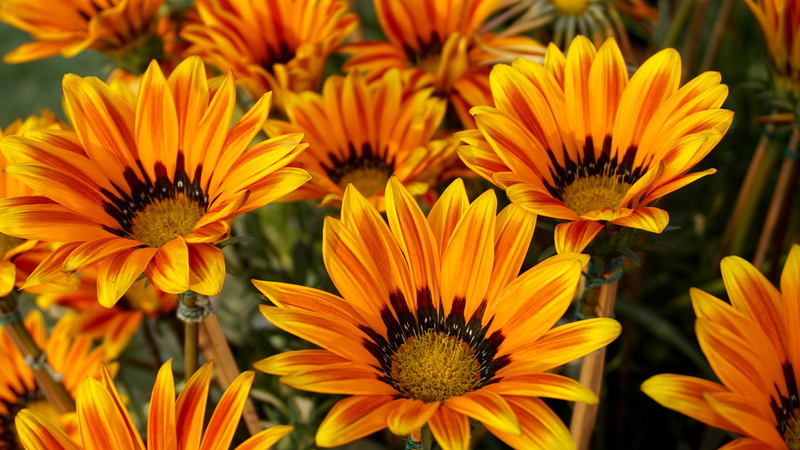 flowers, beauty in nature, flowering plant, day, no people, bed, growth, fragility, 5K, close-up, outdoors, nature, coneflower, flower, beautiful, vulnerability