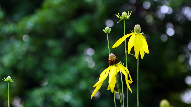 2K, yellow, flowers close up, pollination, floral, flower, focus on foreground, coneflower, stem, bloom, animals in the wild, perennial, yellow flower pictures