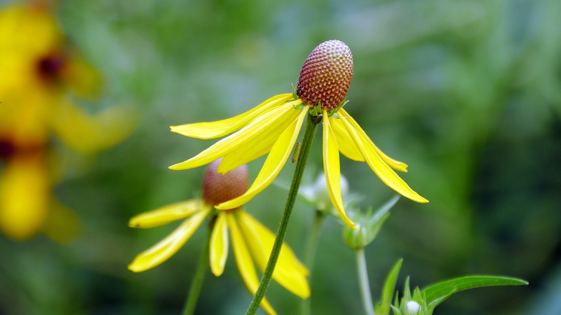 plant, nature, vulnerability, close-up, day, yellow, growth, 2K, coneflower pictures, close up of flowers, perennial, yellow flower pictures, freshness