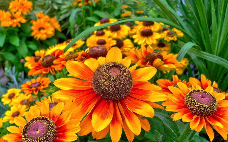 multi colored, gazania, inflorescence, pollen, beauty in nature, focus on foreground, plant, coneflower, day, 1080P, freshness, orange, nature, close