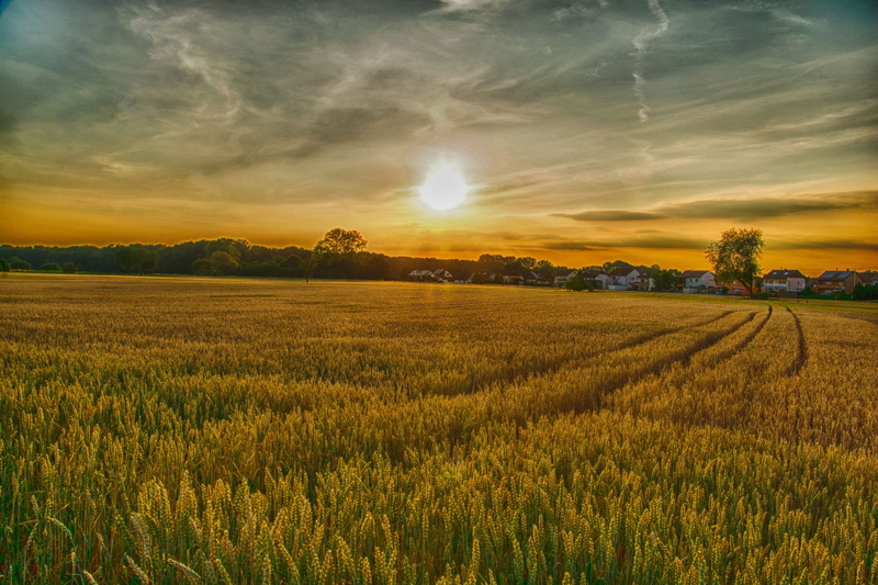 lens flare, schönwetter, plant, village, tranquility, forest path, environment, tractor, cloud, beauty in nature, panorama, nature, evening, land, idyllic