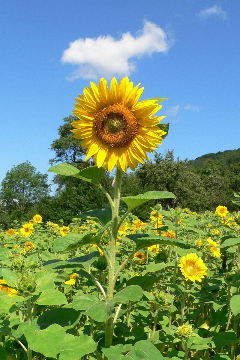 fragility, field of flowers, beauty in nature, no people, sun flower, flowering plant, outdoors, sunny, vulnerability, sky, flowerbed, land, 1080P, field