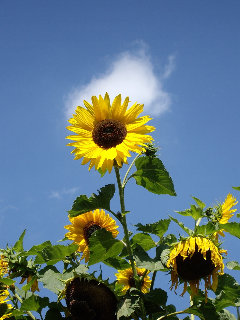 low angle view, summer, nature, petal, 2K, outdoors, inflorescence, schönwetter, day, no people, beauty in nature, close-up, sky, freshness, leaf, sunflower
