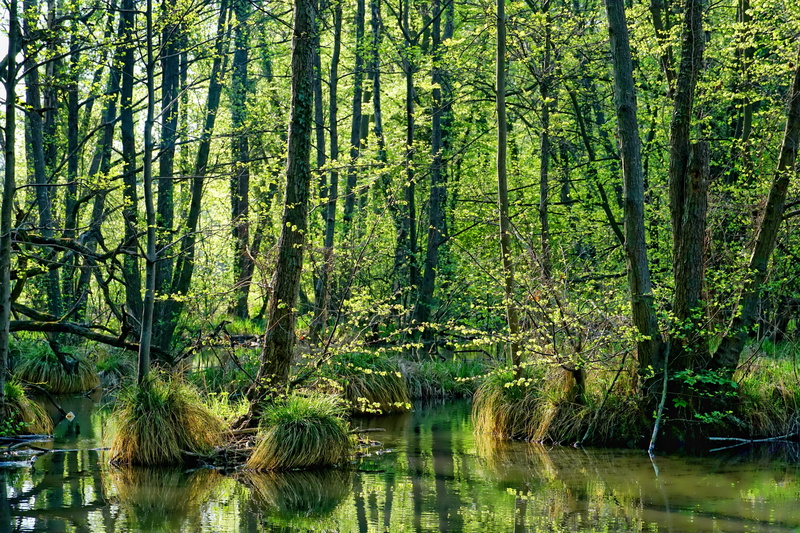 daytime, landscape, park, forest, leaf, rainforest, scenics - nature, no people, waterfront, tranquility, river, outdoors, woodland, water, 4K, trunk