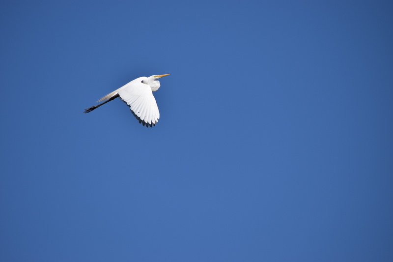 flight, animals in the wild, bird, blue, 5K, day, animal wildlife, clear sky, spread wings, flying, low angle view, animal, outdoors, no people, background
