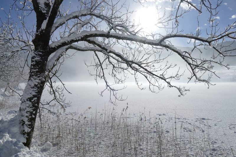 non-urban scene, outdoors, plant, no people, schönwetter, winter, weather, landscape, snowy, tranquility, sky, snow white, bush, nature, season, bare tree