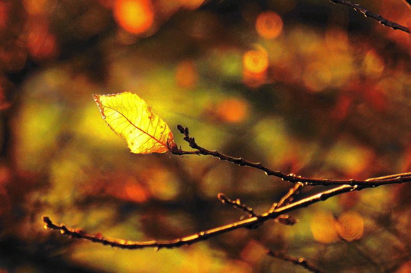 nature, winter magic, focus on foreground, orange, growth, plant, schönwetter, beauty in nature, february, sunlight, dry, 2K, last cockroach, leaves, mystical