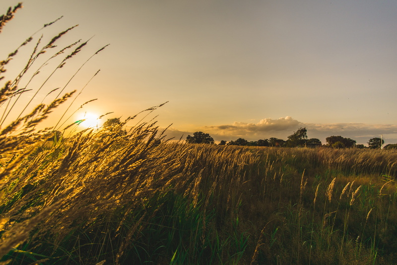 5K, of course, environment, grass, leaf, grasses, tranquil scene, crop, sunset, close, yellow, brown, flower, meadow, schönwetter, straw, growth, nature