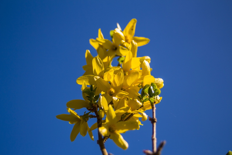 plant, leaf, growth, flowering plant, flower, fragility, close-up, beauty in nature, blue background, clear sky, summer, vulnerability, inflorescence, bright