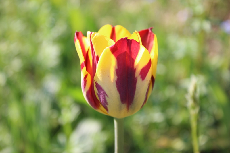 beauty in nature, summer, red, day, flowering plant, bright, 5K, vulnerability, floral, outdoors, no people, tulip, close-up, plant, freshness, color