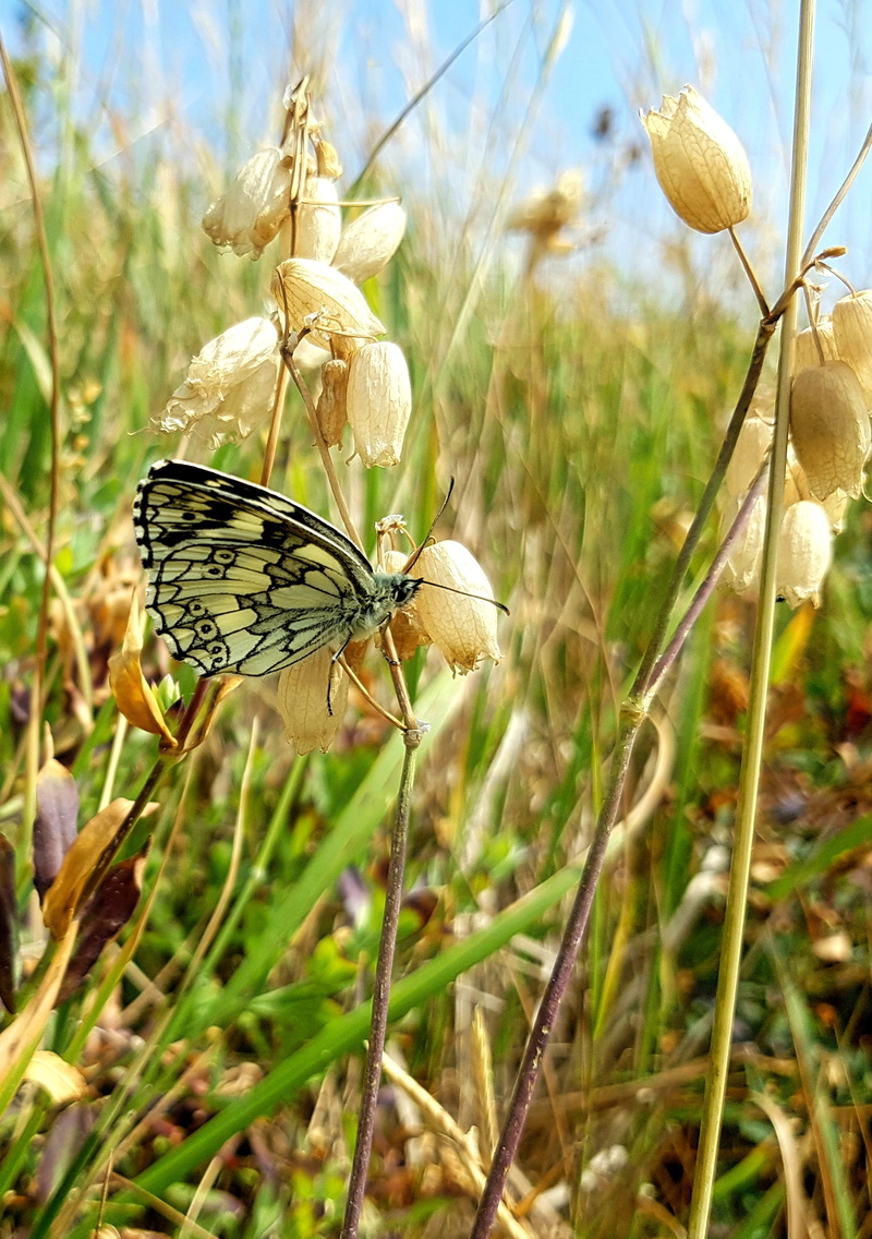 pollination, flowering plant, butterfly - insect, butterfly, grass, one animal, beauty in nature, no people, animals in the wild, butterflies, plant, animal world