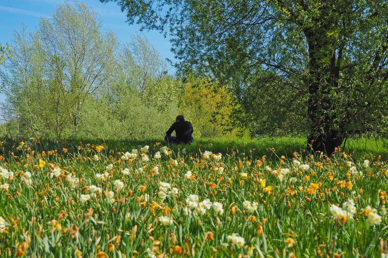 real people, rear view, silent, season, sky, one person, sitting, silhouette, lifestyles, outdoors, nature, yellow, rest, recover, flowering plant, idyllic