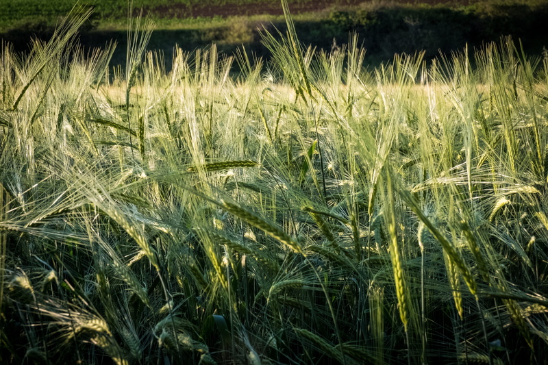 green color, bush, outdoors, arable, 5K, beauty in nature, spike, meadow, stalk, spring, macro, barley, tranquility, tranquil scene, cultivation, cereal plant