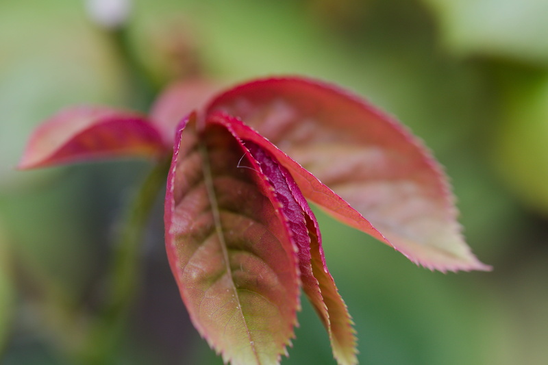5K, flowering plant, plant part, maroon, autumn, flower head, flower, leaf, schönwetter, garden, color, tree, close, nature, vulnerability, growth, grow