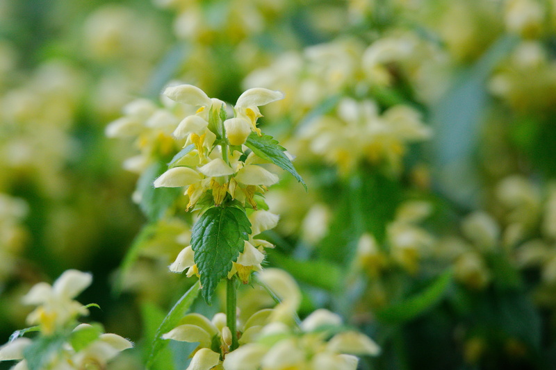 no people, flowering plant, herb, close-up, flowers, nature, schönwetter, freshness, 4K, field, agriculture, flower head, food, growth, plant, green color