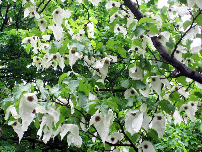 handkerchief, 2K, photograpy, tree, nature, white