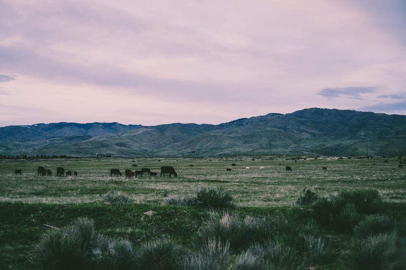 scenery, livestock, field, grass, tranquil scene, mountain range, 5K, no people, landscape photography, mountains, wildlife photography, mammals, nature